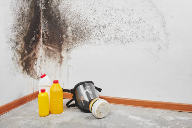 Best DIY Mold Remediation Support Services in Arial, SC