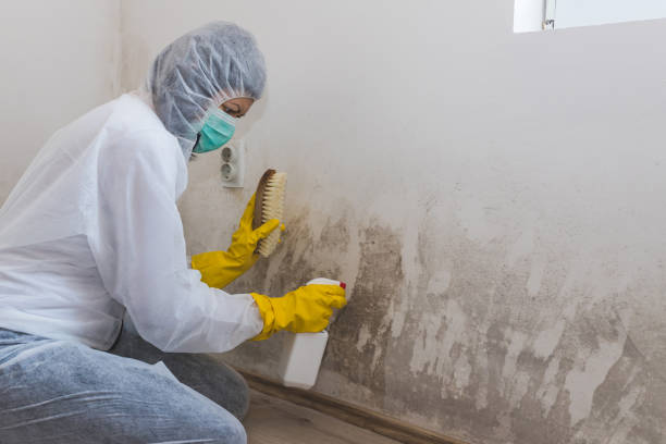 Best Mold Remediation for Specific Building Types in Arial, SC