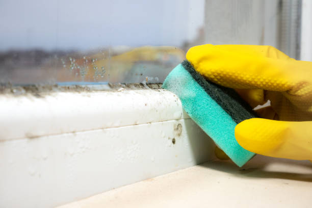 Best Mold Remediation for Specific Building Types in Arial, SC